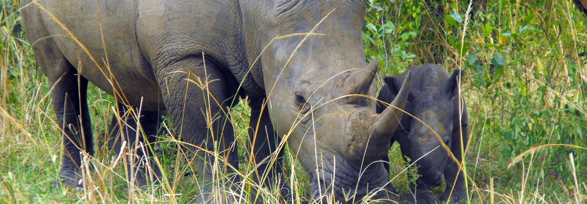 Rebuild the national game on the mass of Rhinoceros